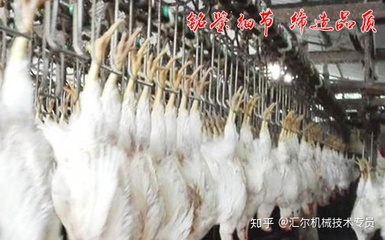 肉雞屠宰自動化流水線的主要操作環節
